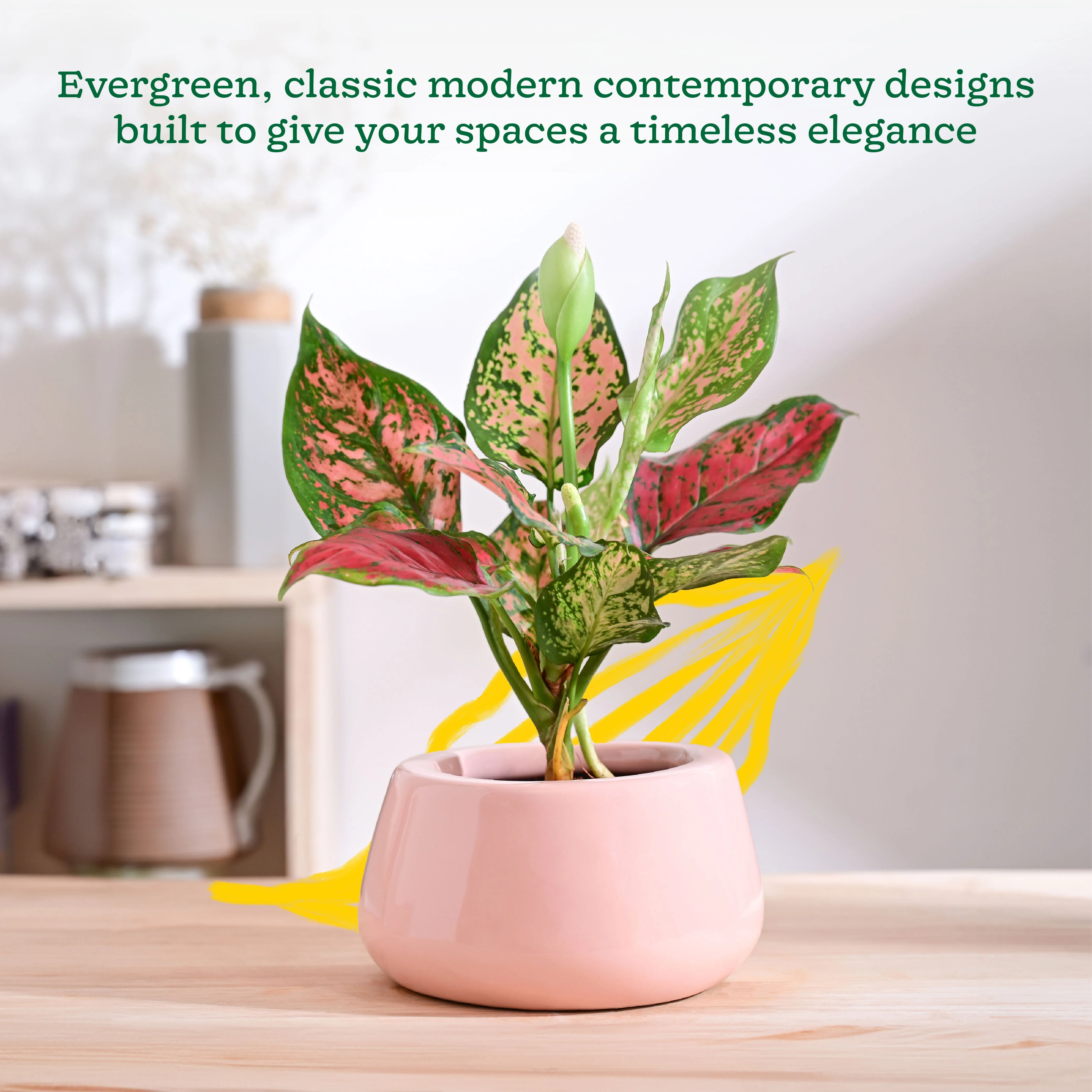 Tulip Fantasy Bowl Ceramic Planter - Image 26