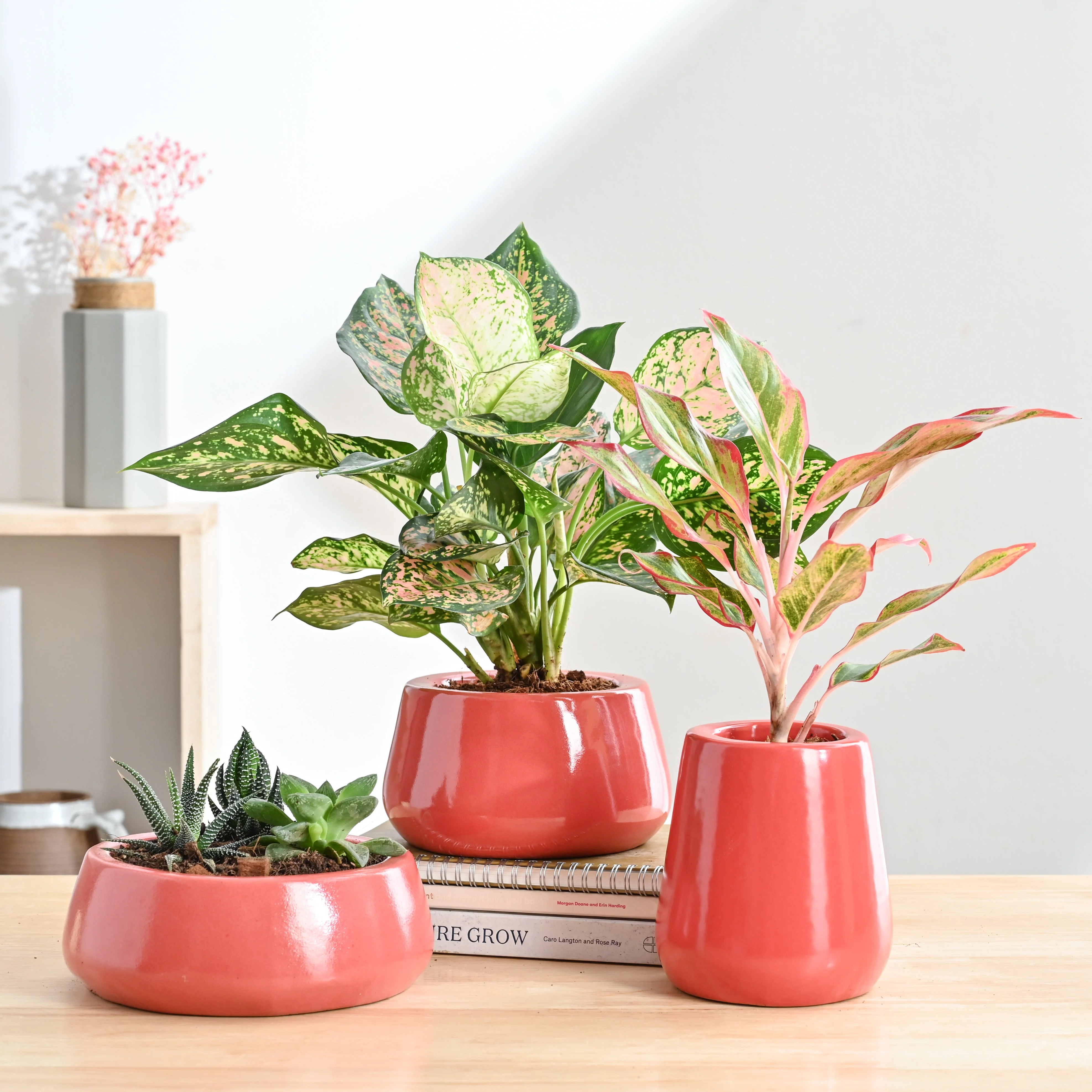 Tulip Fantasy Bundle - Light Red