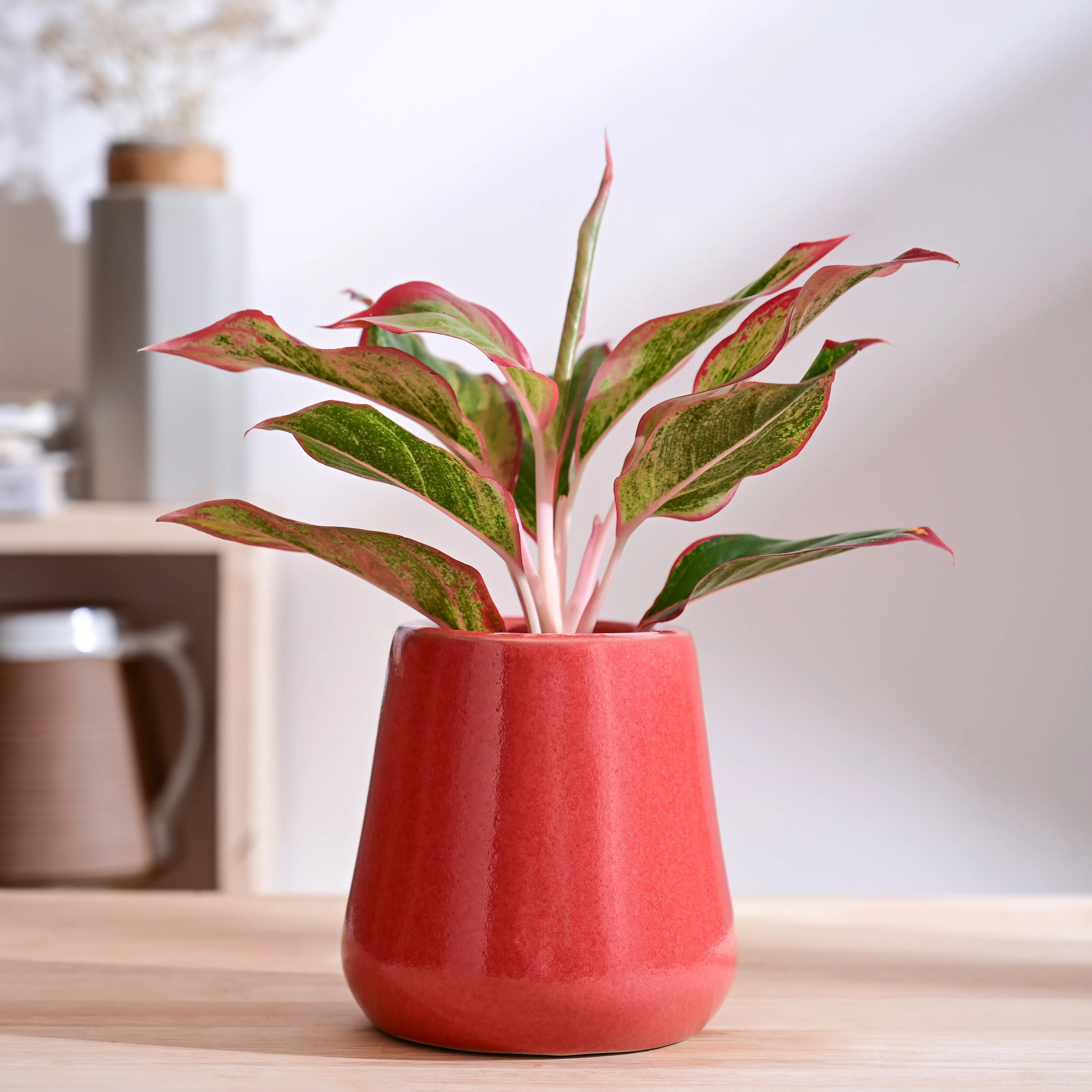 Tulip Fantasy Extra Small Ceramic Planter - Image 49