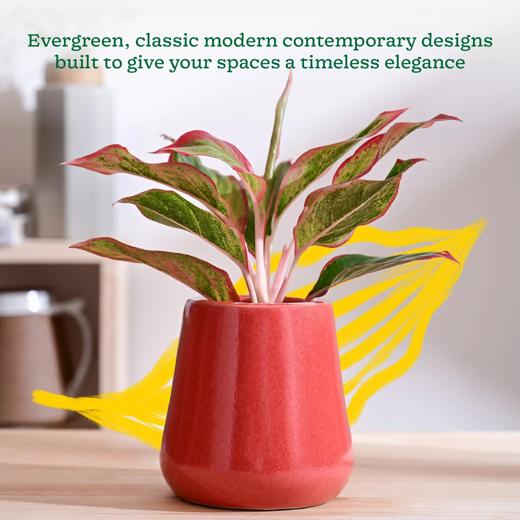 Tulip Fantasy Extra Small Ceramic Planter - Image 50