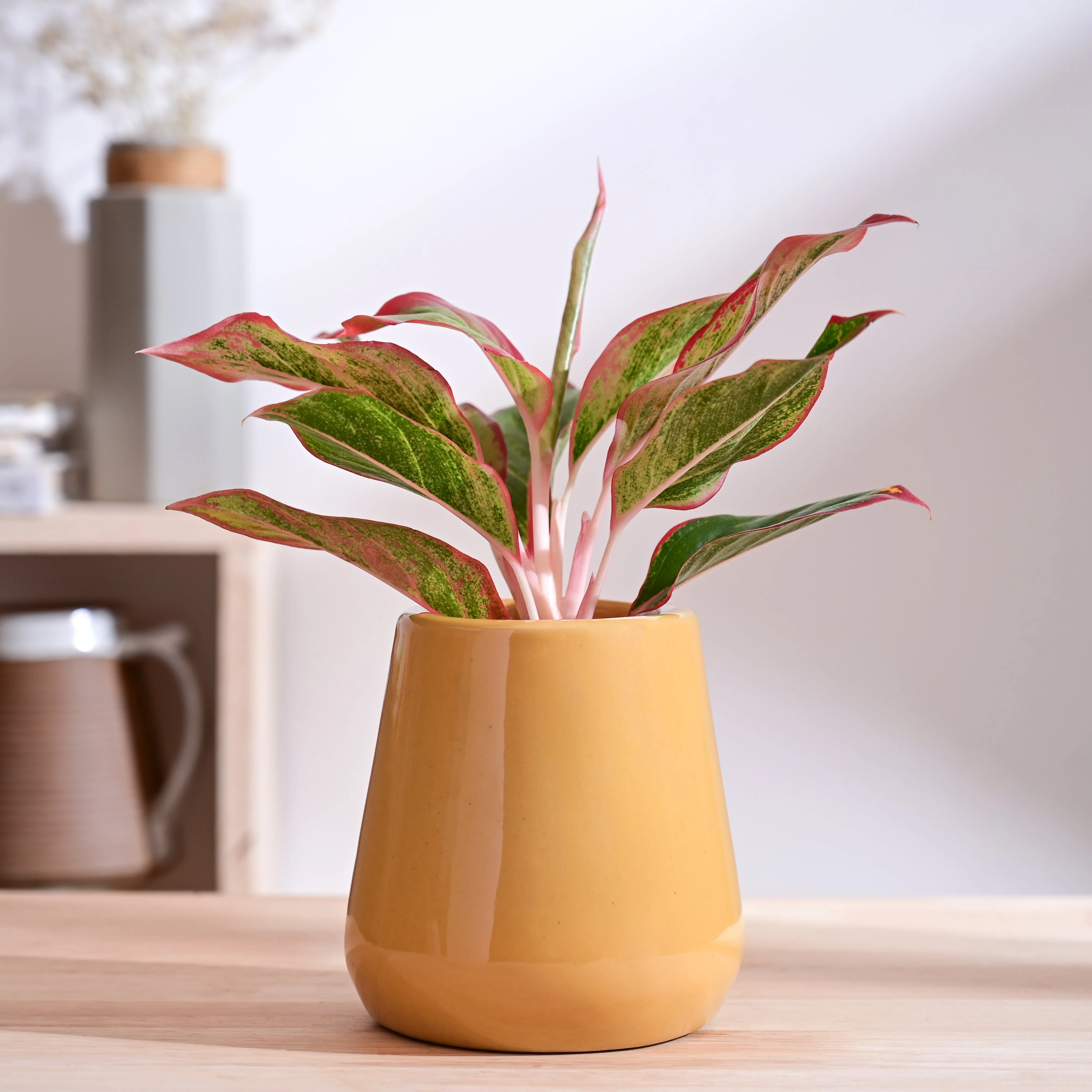 Tulip Fantasy Extra Small Ceramic Planter - Image 56