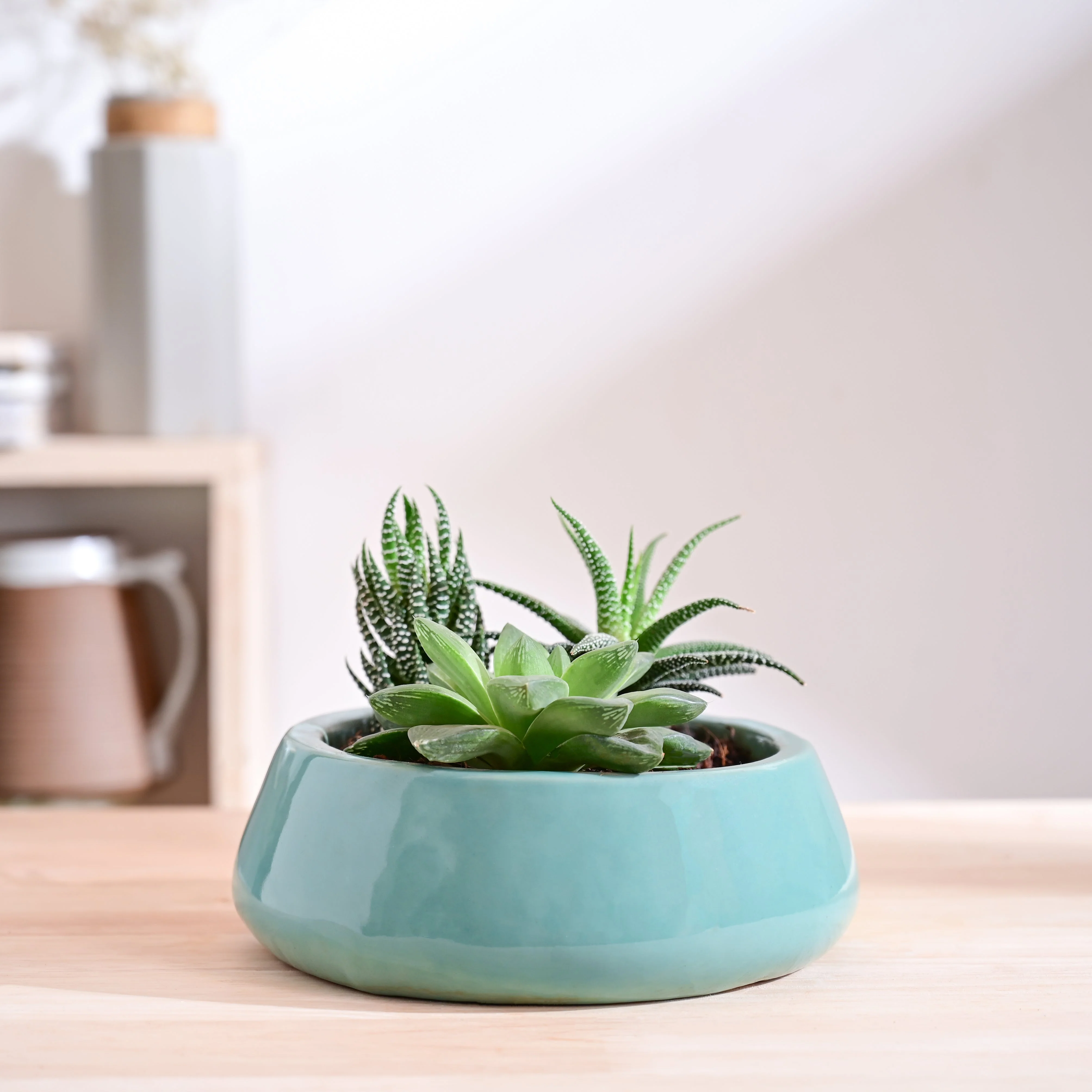 Tulip Fantasy Flat Ceramic Planter - Image 17