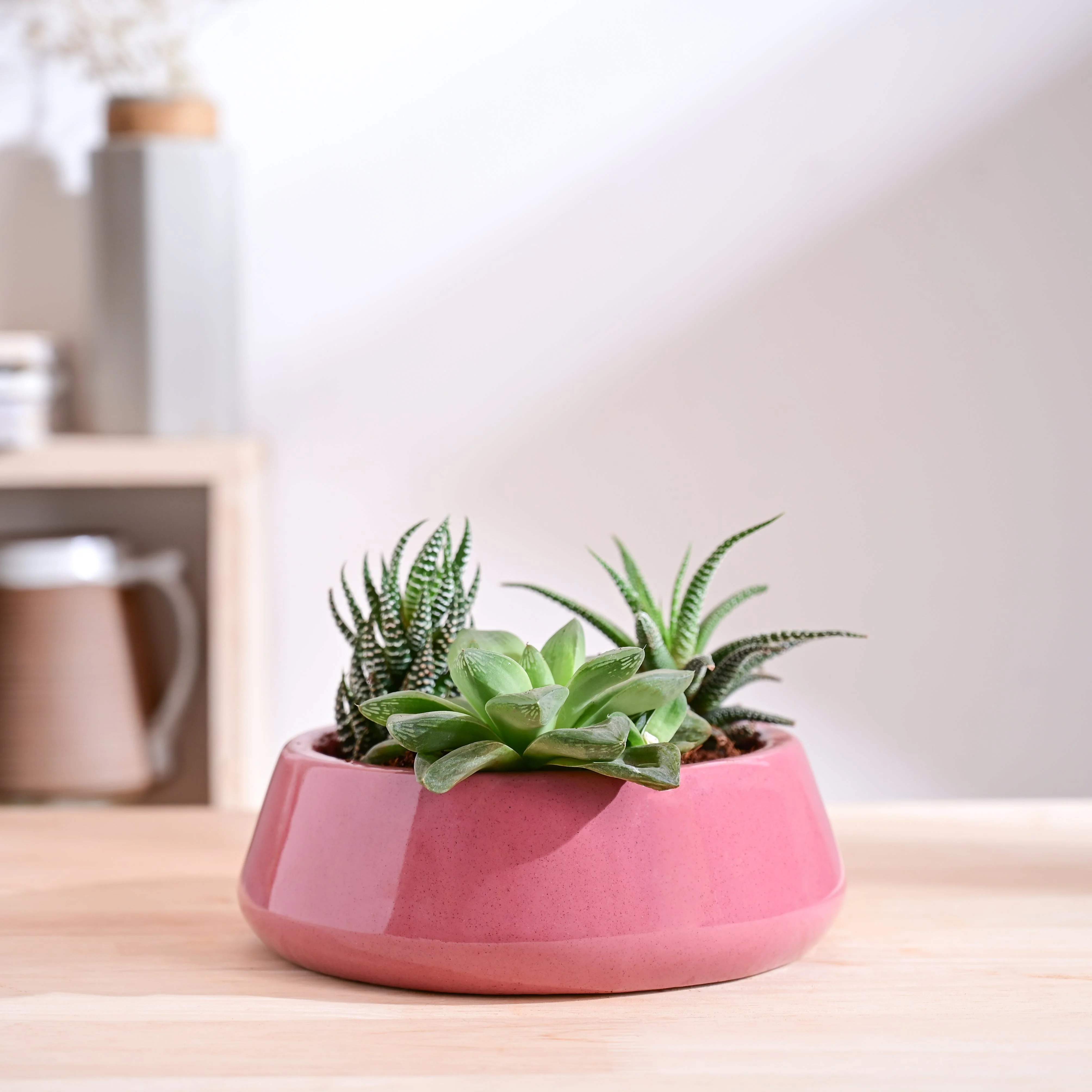 Tulip Fantasy Flat Ceramic Planter - Image 25
