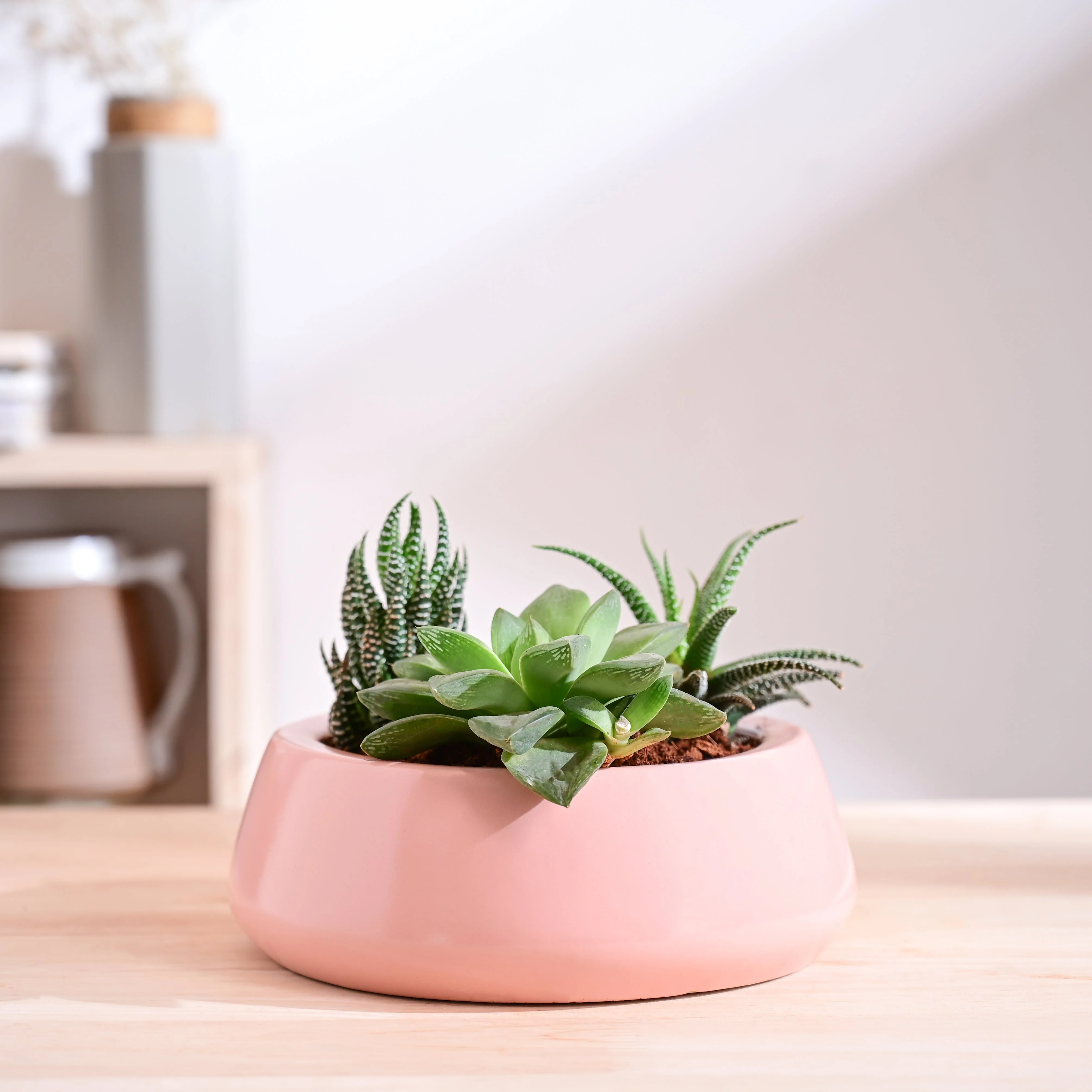 Tulip Fantasy Flat Ceramic Planter - Image 41
