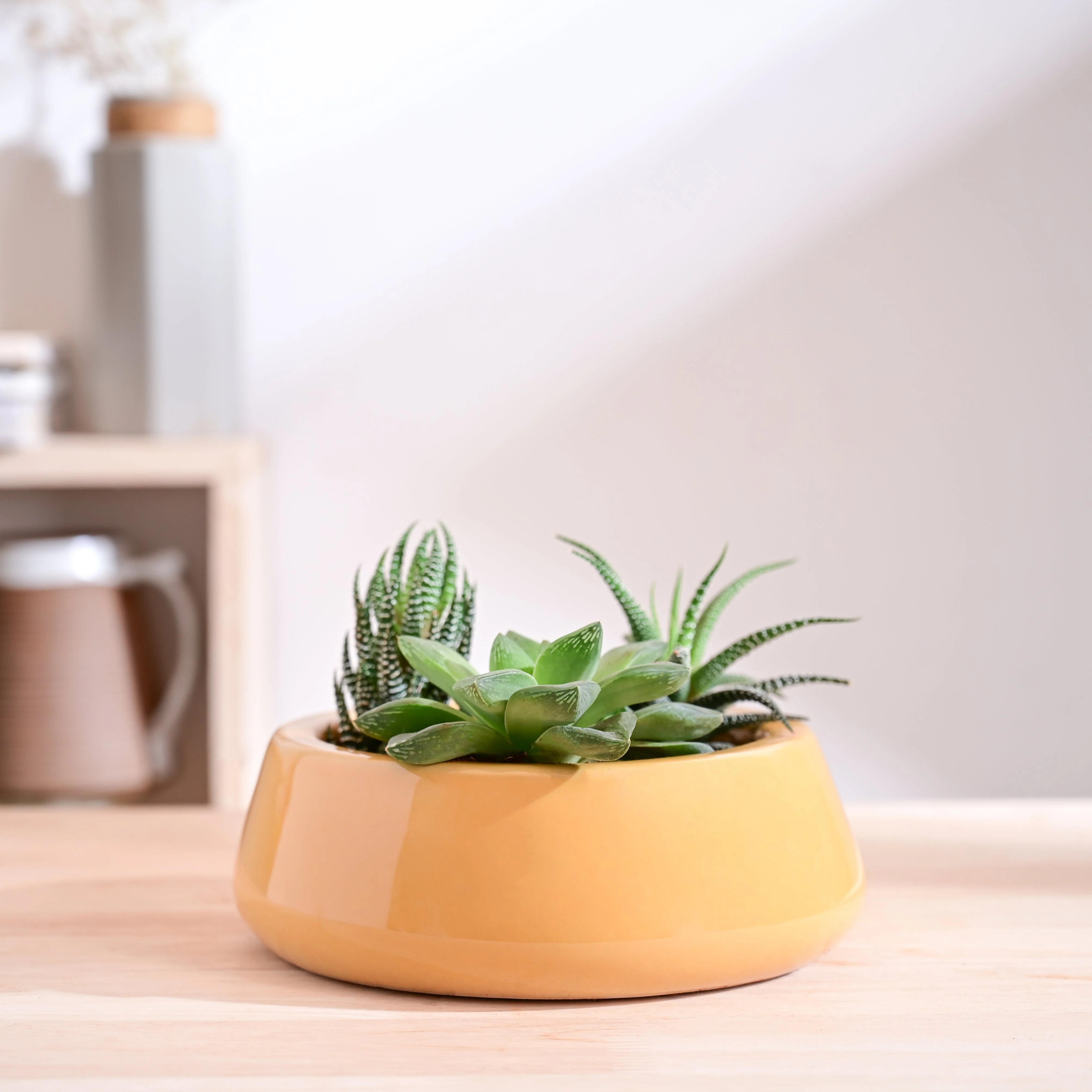Tulip Fantasy Flat Ceramic Planter - Image 49