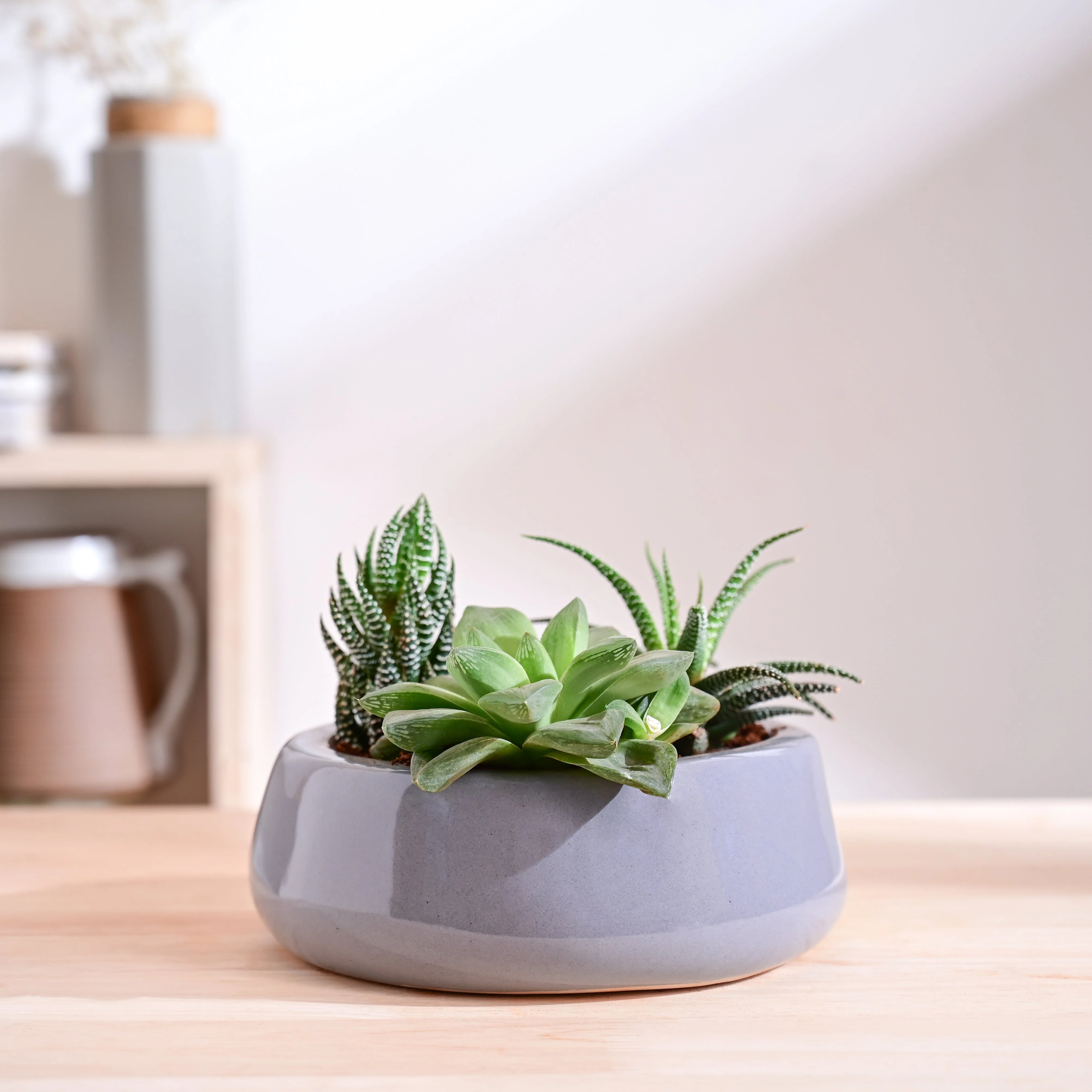 Tulip Fantasy Flat Ceramic Planter - Image 9