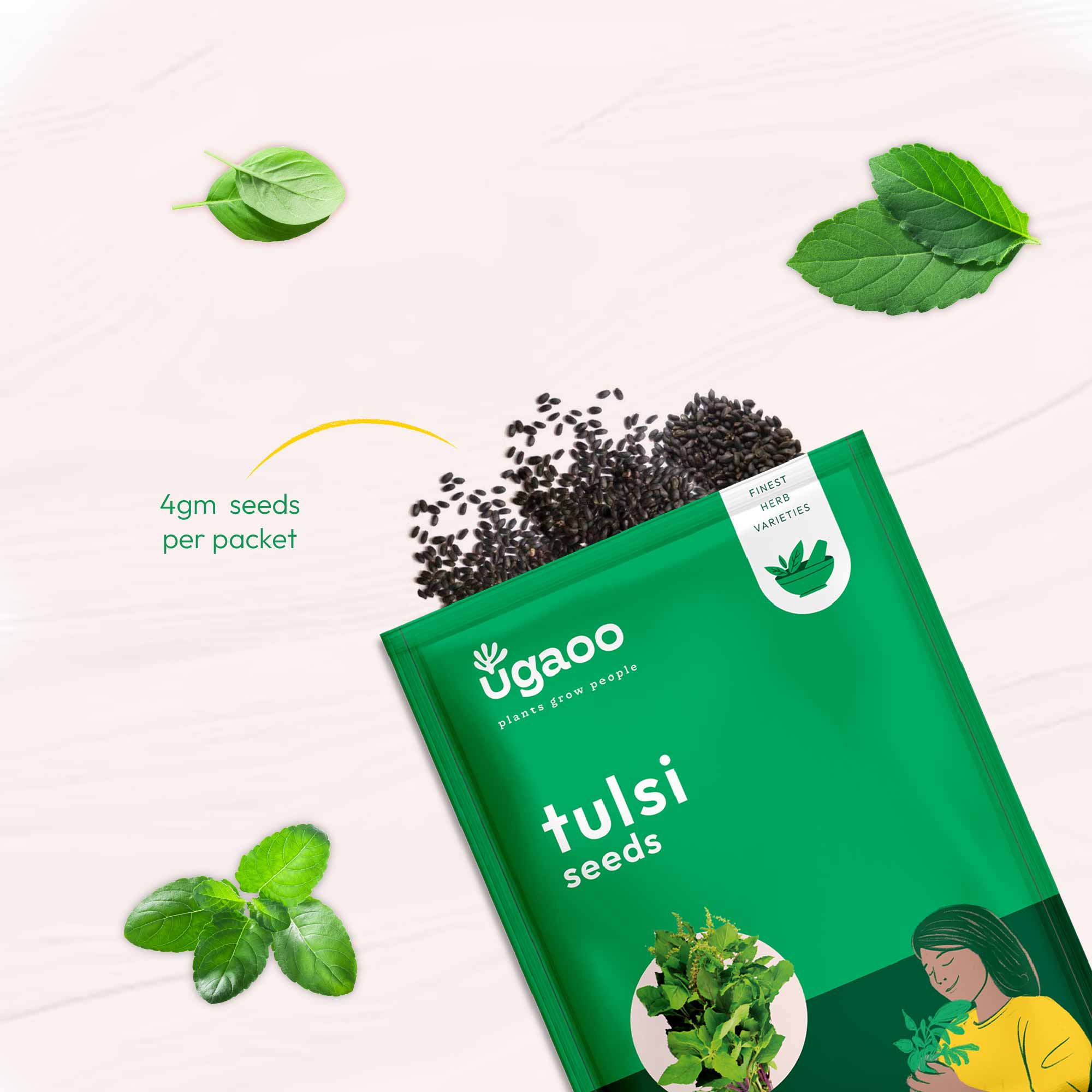 Tulsi Seeds (Holy Basil) - Image 3