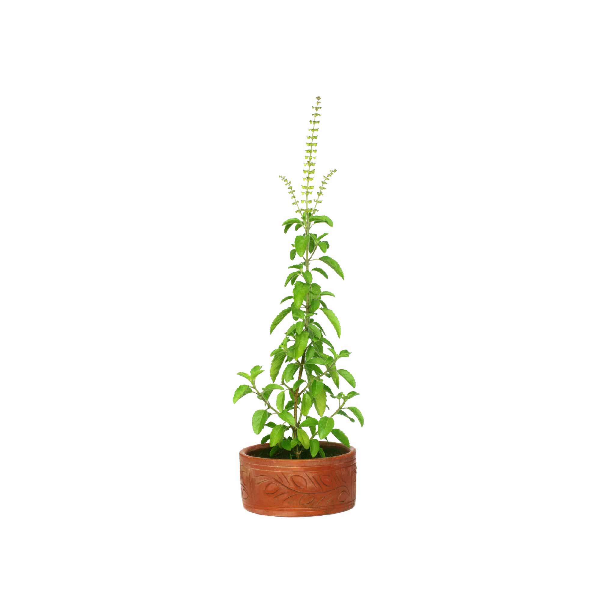 Tulsi Seeds (Holy Basil) - Image 9
