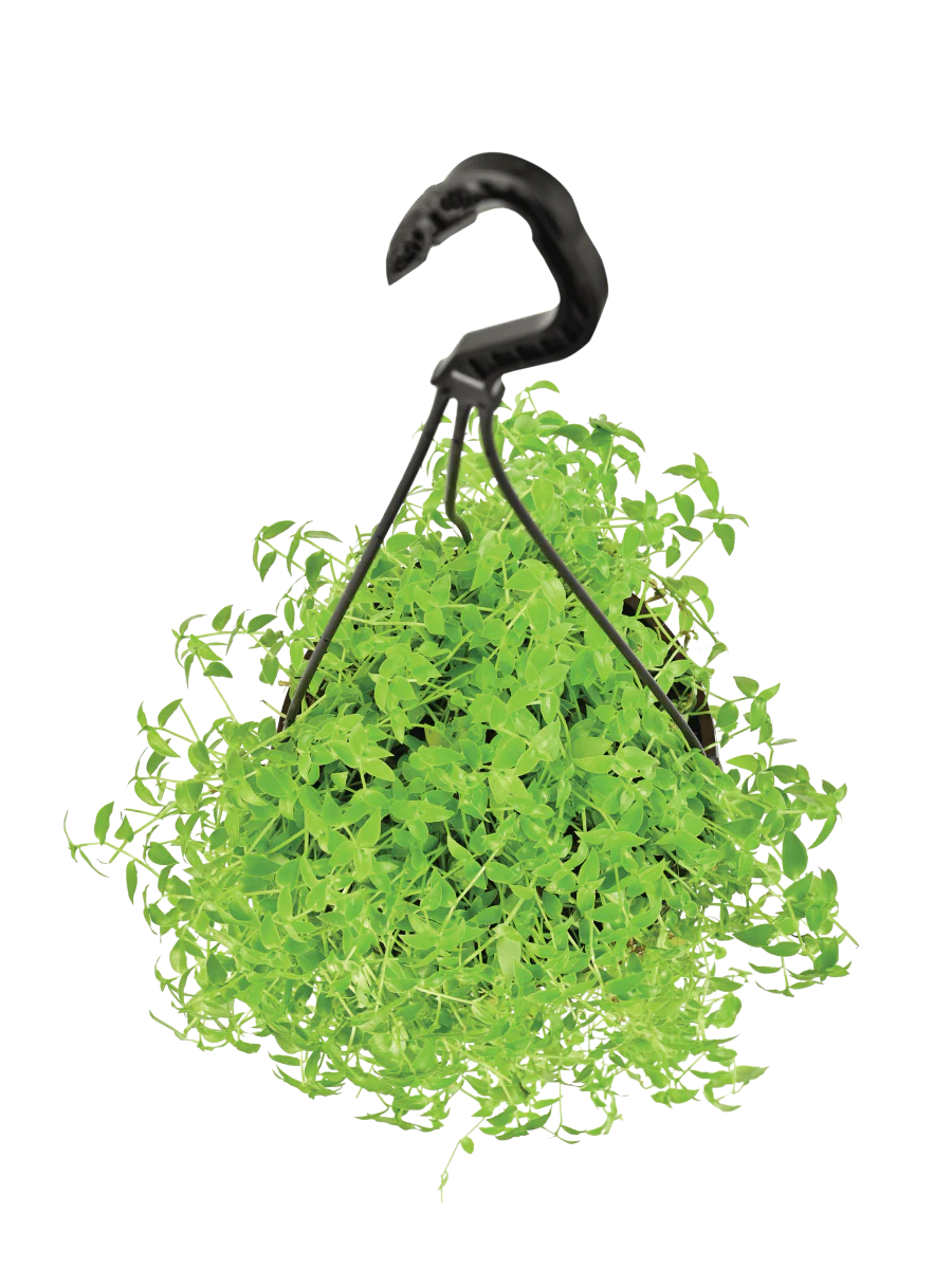 Turtle Vine - Image 3