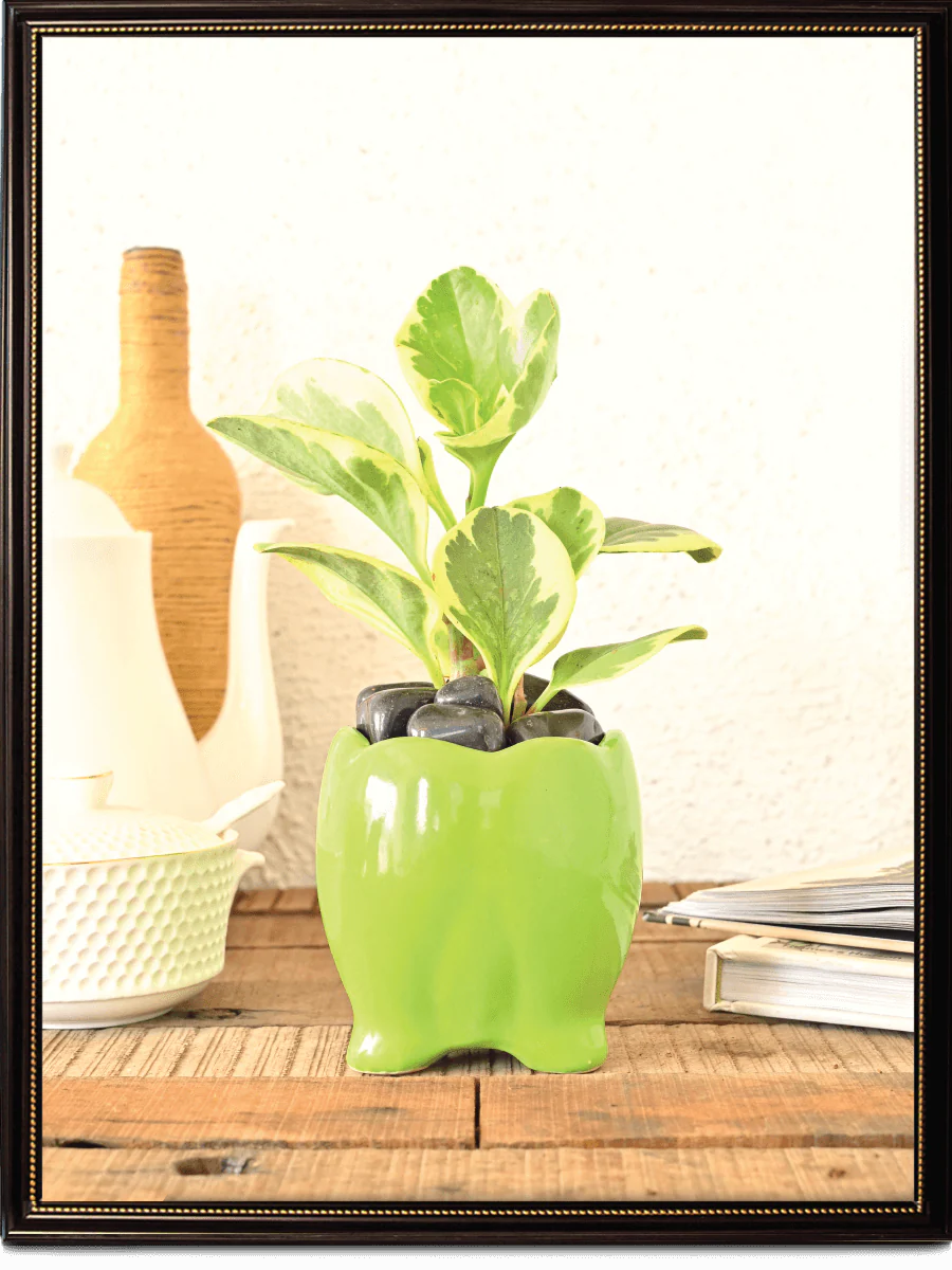Tusker Ceramic Pot (4 Inch Diameter) - Image 2