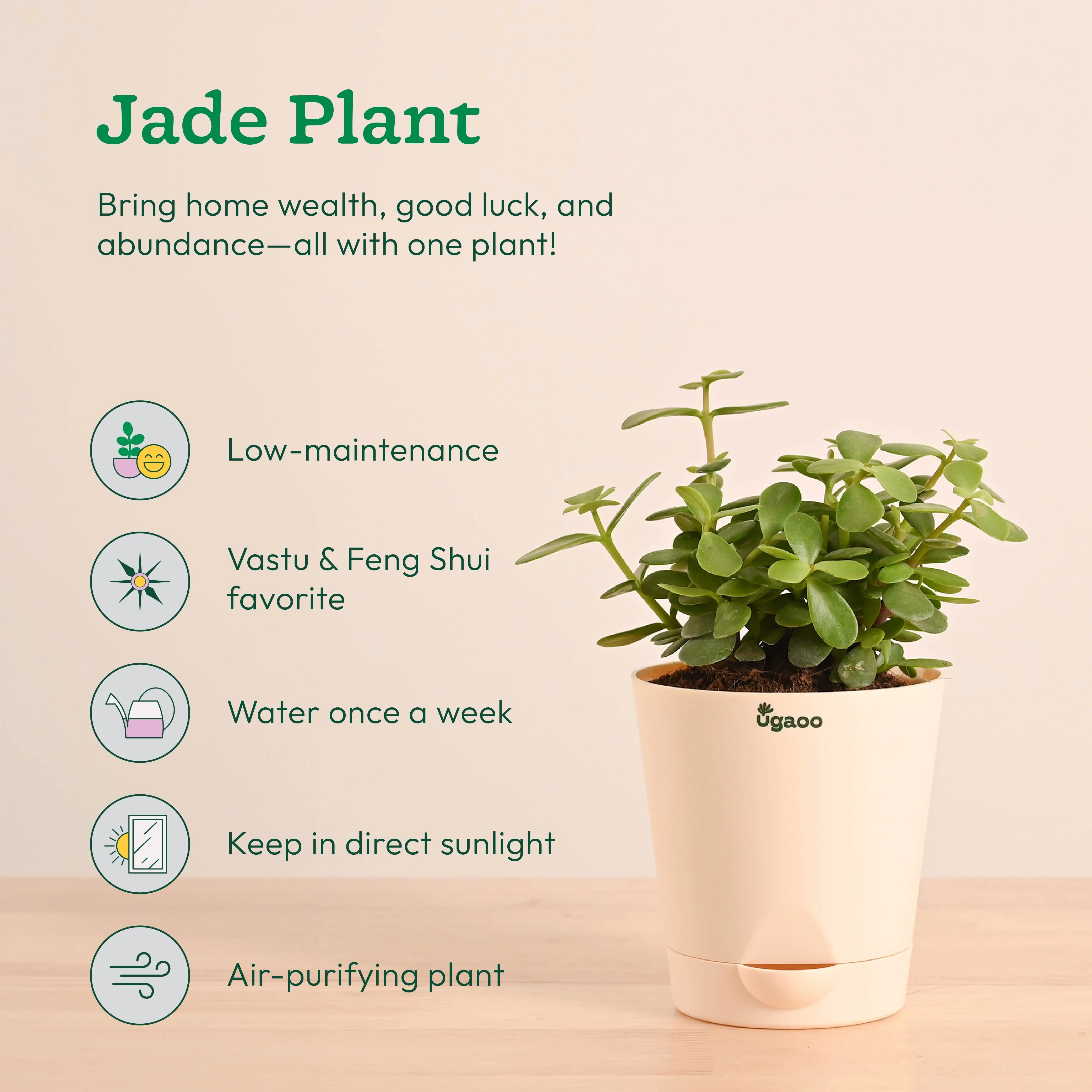 Vastu & Feng Shui Lucky Plant Combo - Good Luck Plants for Home - Image 3