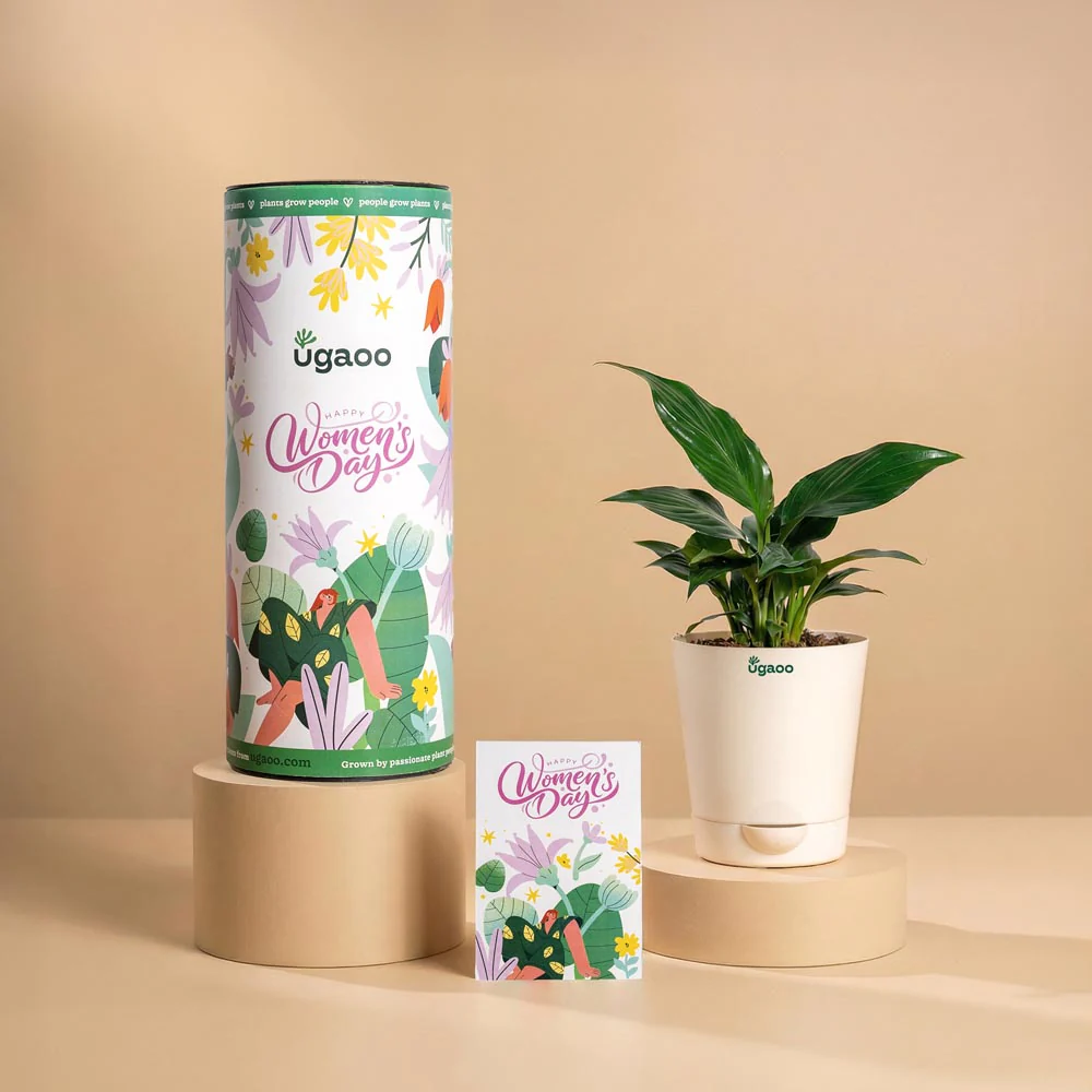 Women’s Day Corporate Plant Gift – Peace Lily - Image 2