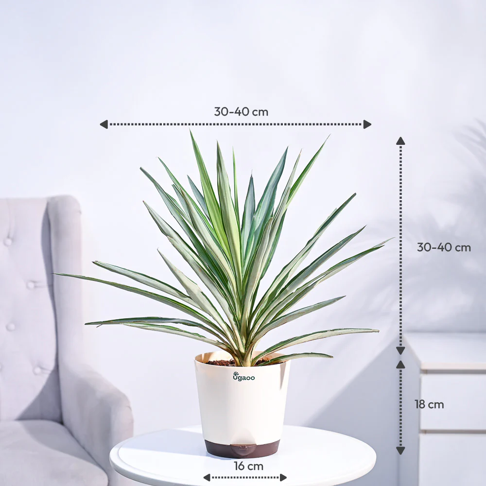 Yucca Silver Plant - Image 3