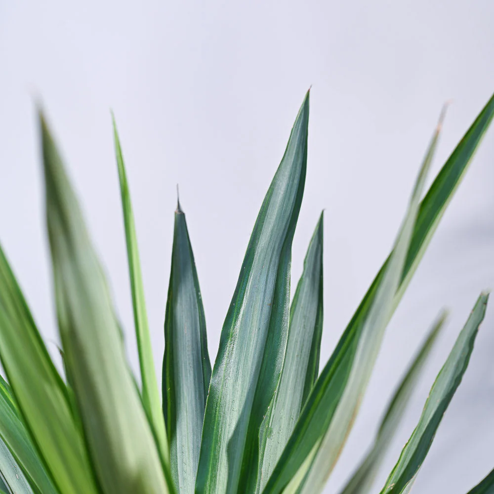 Yucca Silver Plant - Image 5