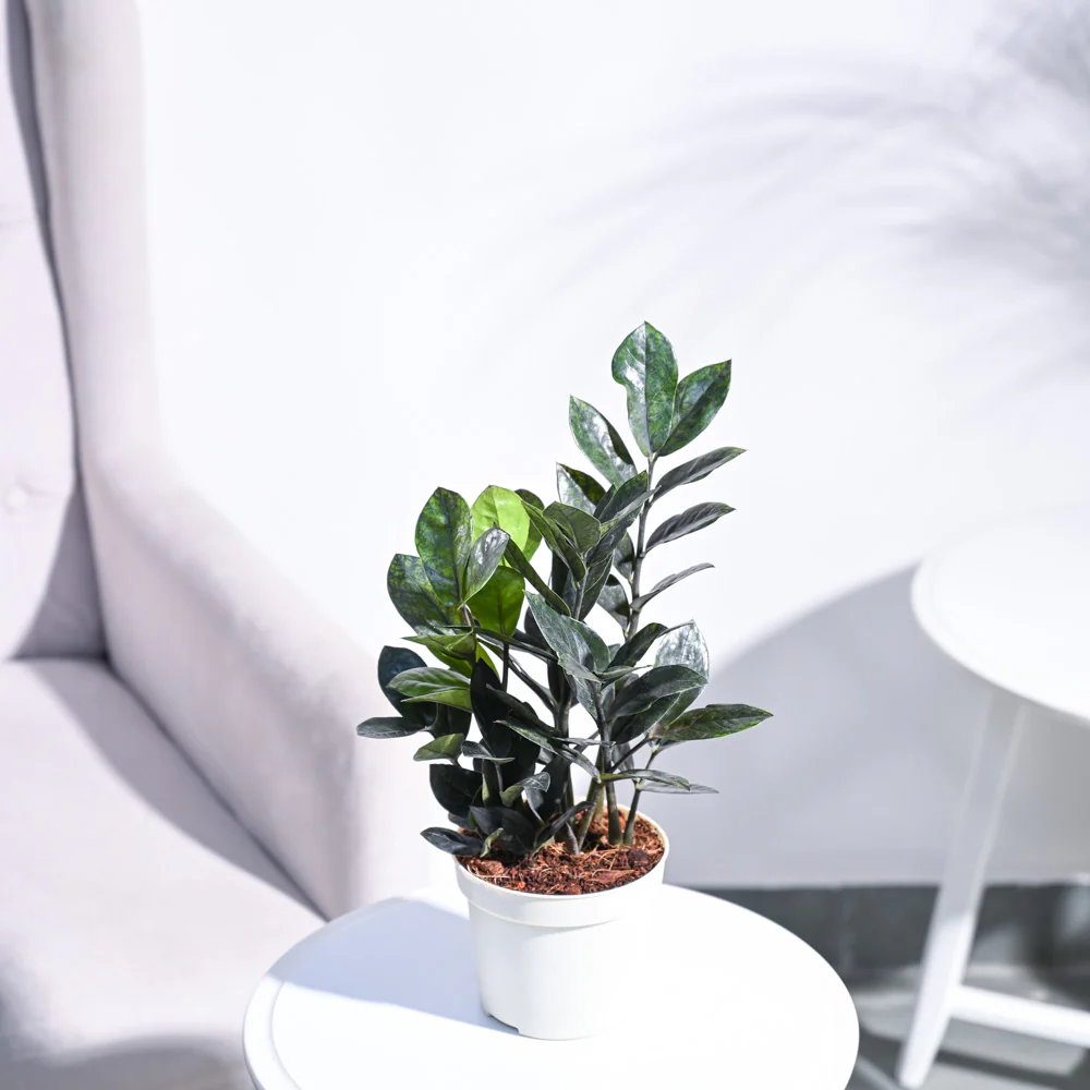 Zamia ZZ Black Plant - Image 18