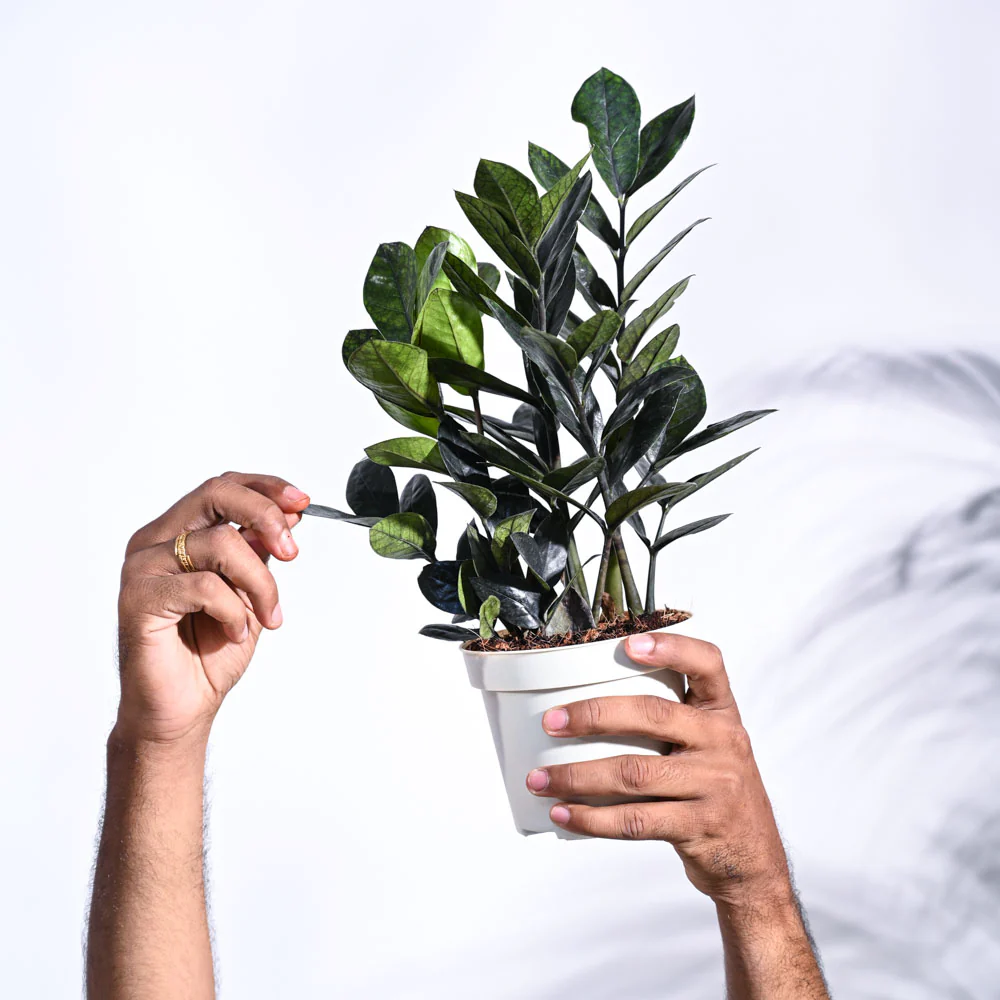 Zamia ZZ Black Plant - Image 28