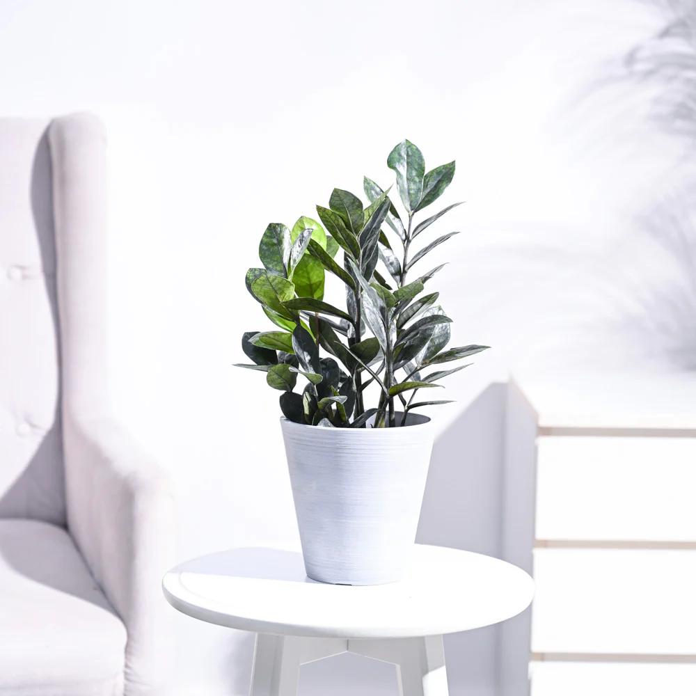 Zamia ZZ Black Plant - Image 34