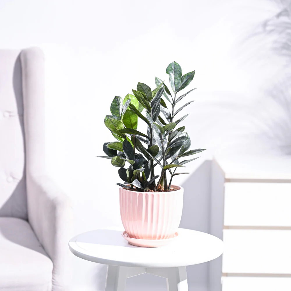 Zamia ZZ Black Plant - Image 42