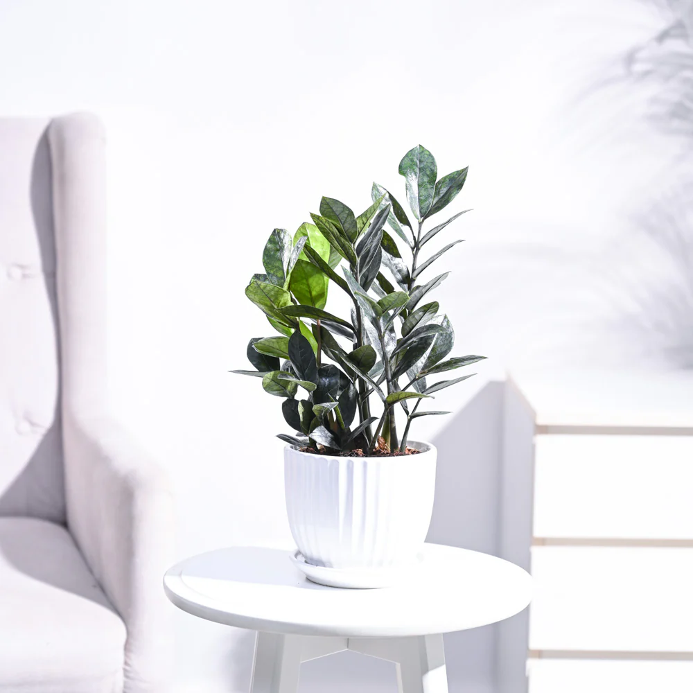 Zamia ZZ Black Plant - Image 46