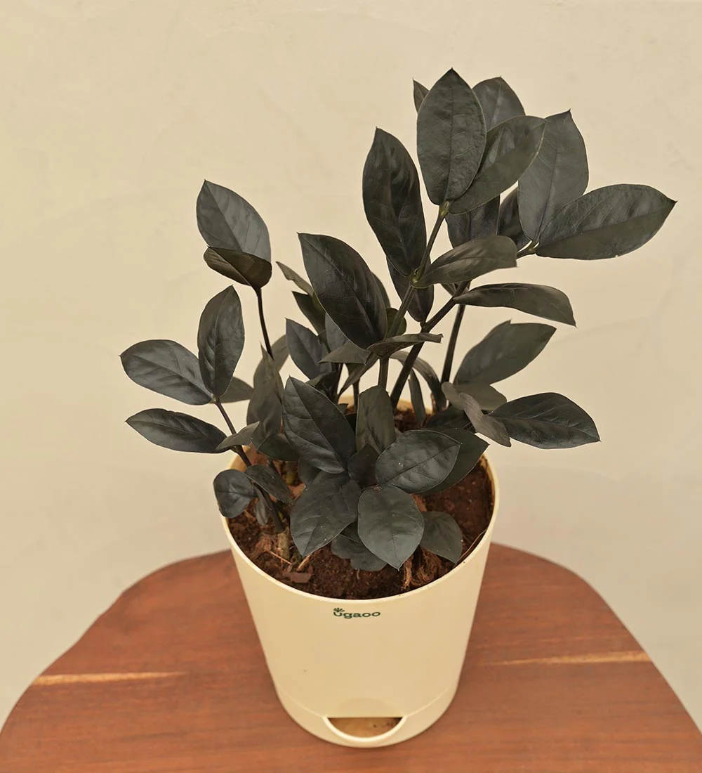 Zamia ZZ Black Plant Gift Hamper - Image 6