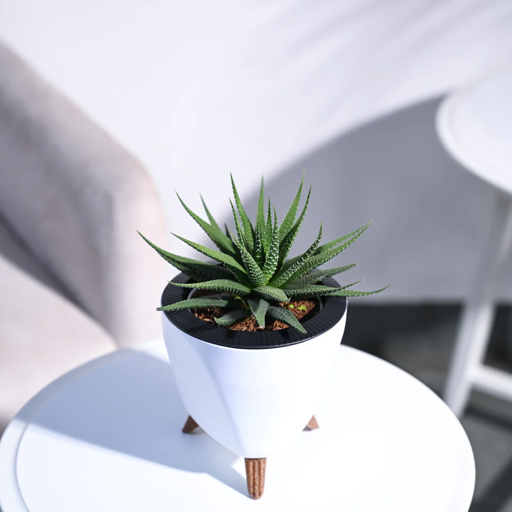 Zebra Haworthia Plant - Image 50
