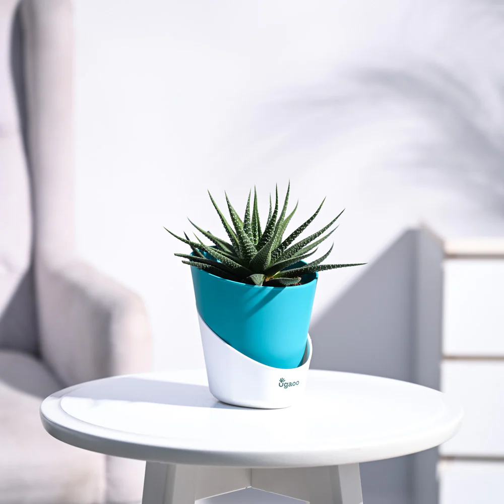 Zebra Haworthia Plant - Image 55