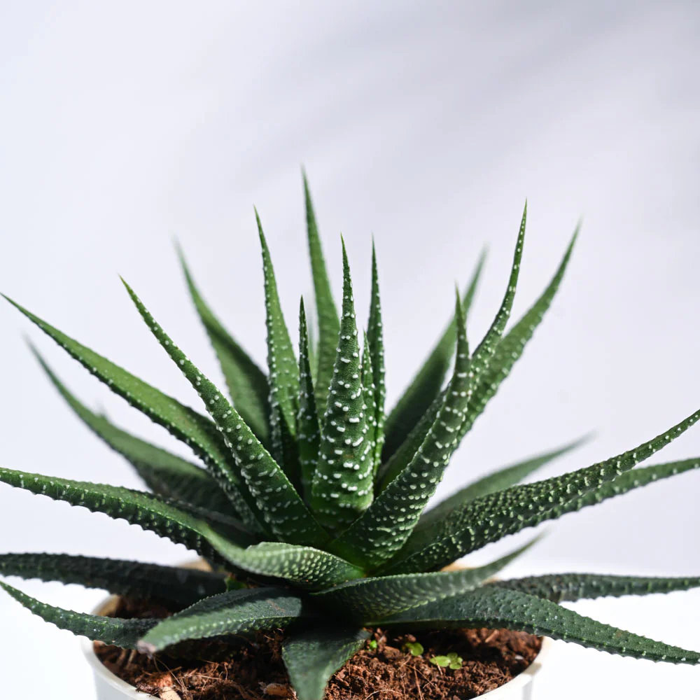 Zebra Haworthia Plant - Image 60