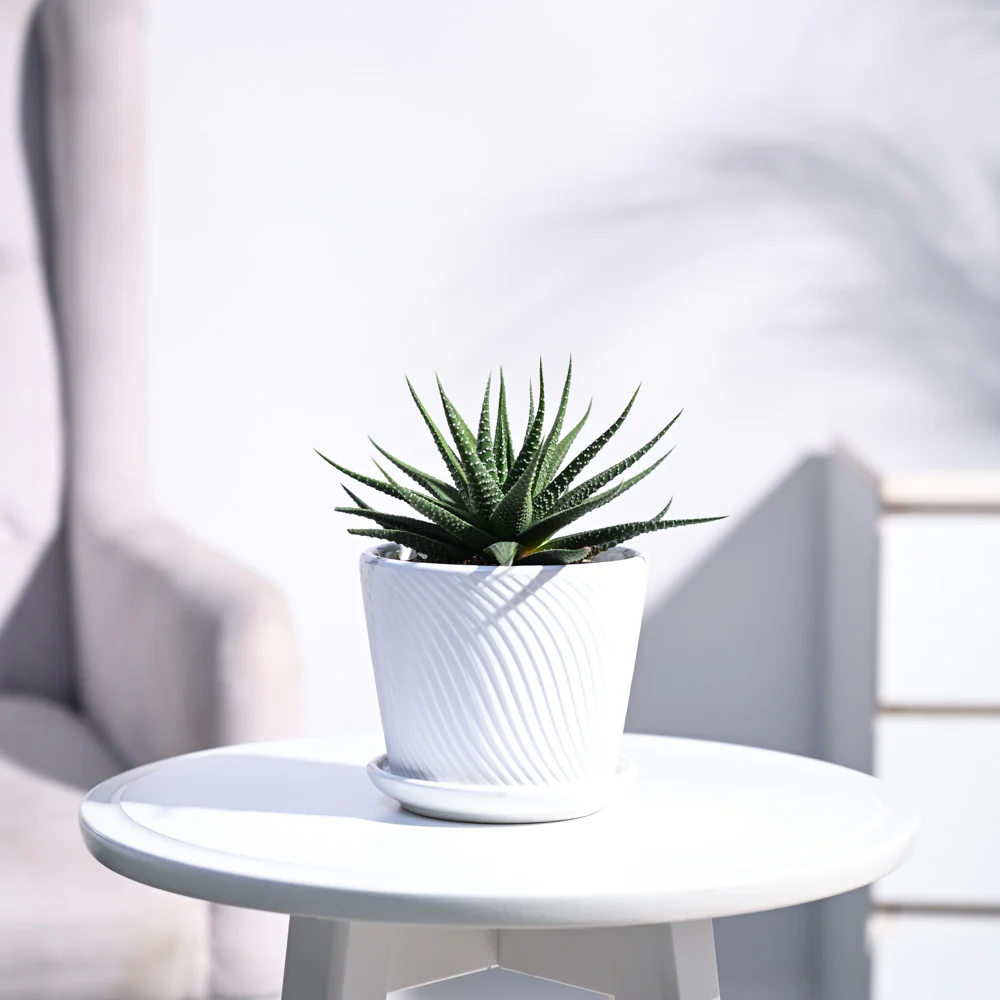 Zebra Haworthia Plant - Image 79