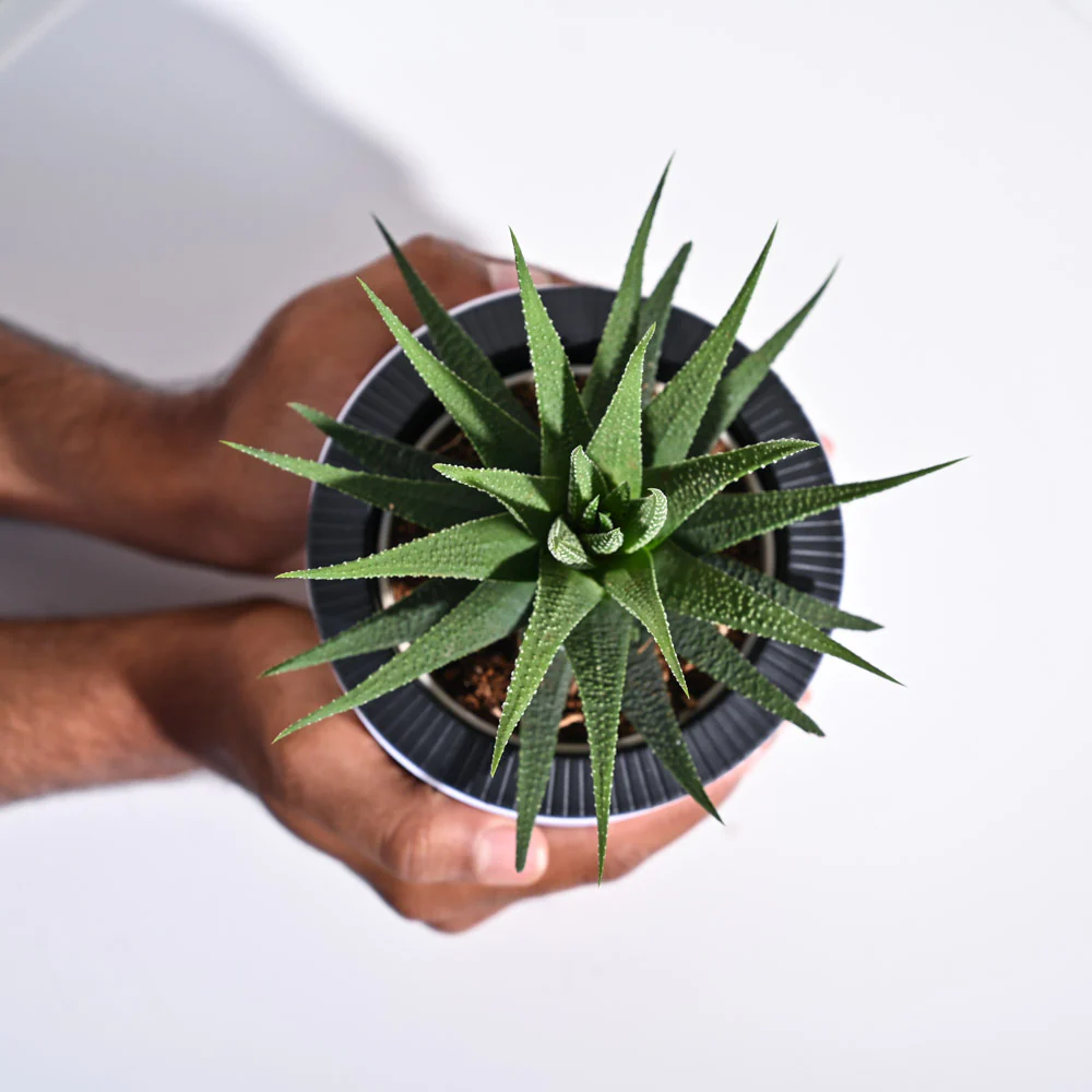 Zebra Haworthia Plant - Image 81