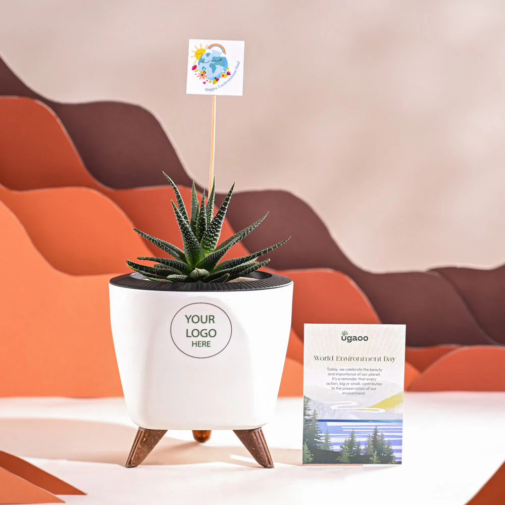 Zebra Haworthia Plant For Environment Day Gifting - Image 37