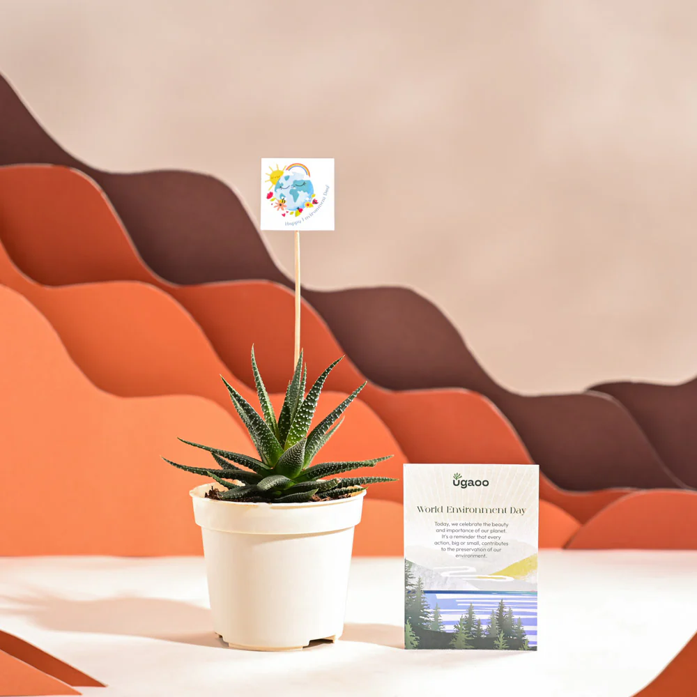 Zebra Haworthia Plant For Environment Day Gifting - Image 56