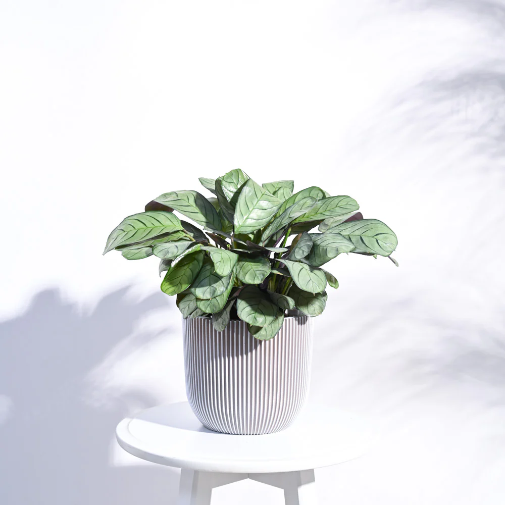 Zuri Planter Ball Groove - Image 44