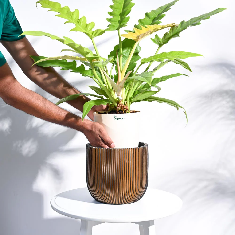 Zuri Planter Ball Groove - Image 59
