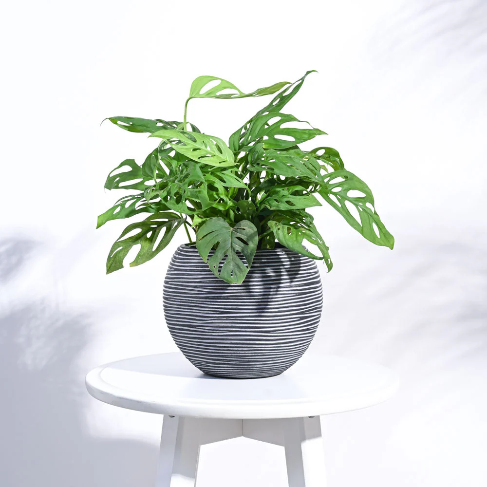 Zuri Vase ball Rib - Image 8