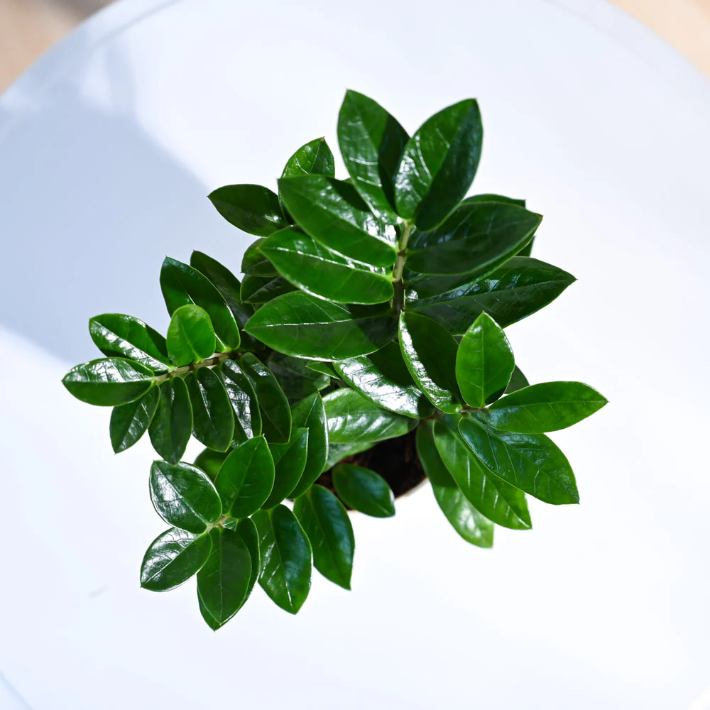 ZZ Plant - Image 16