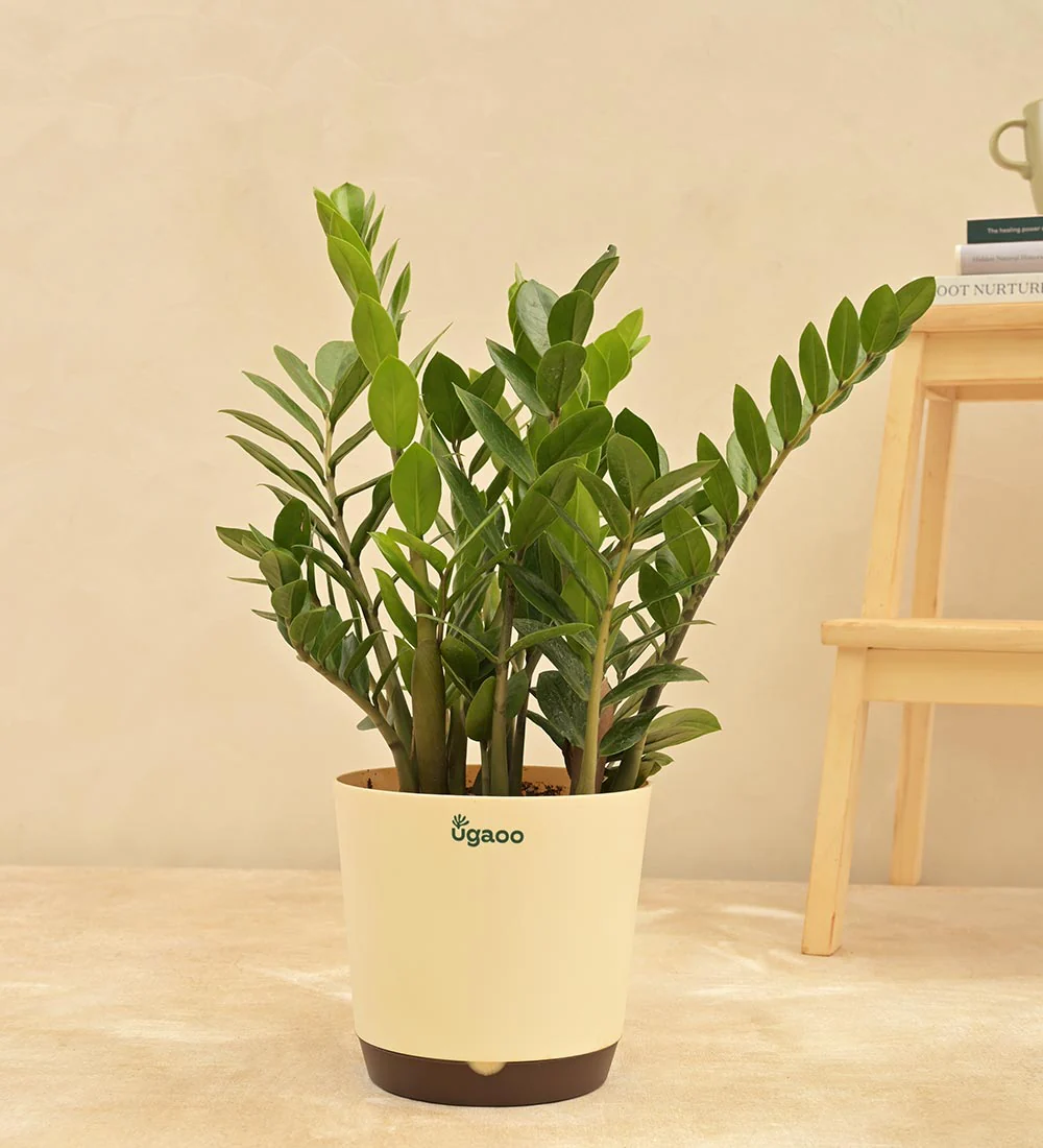 ZZ Plant - Image 27