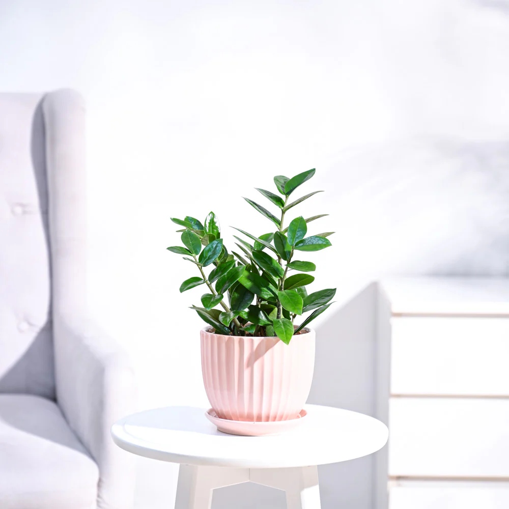 ZZ Plant - Image 4