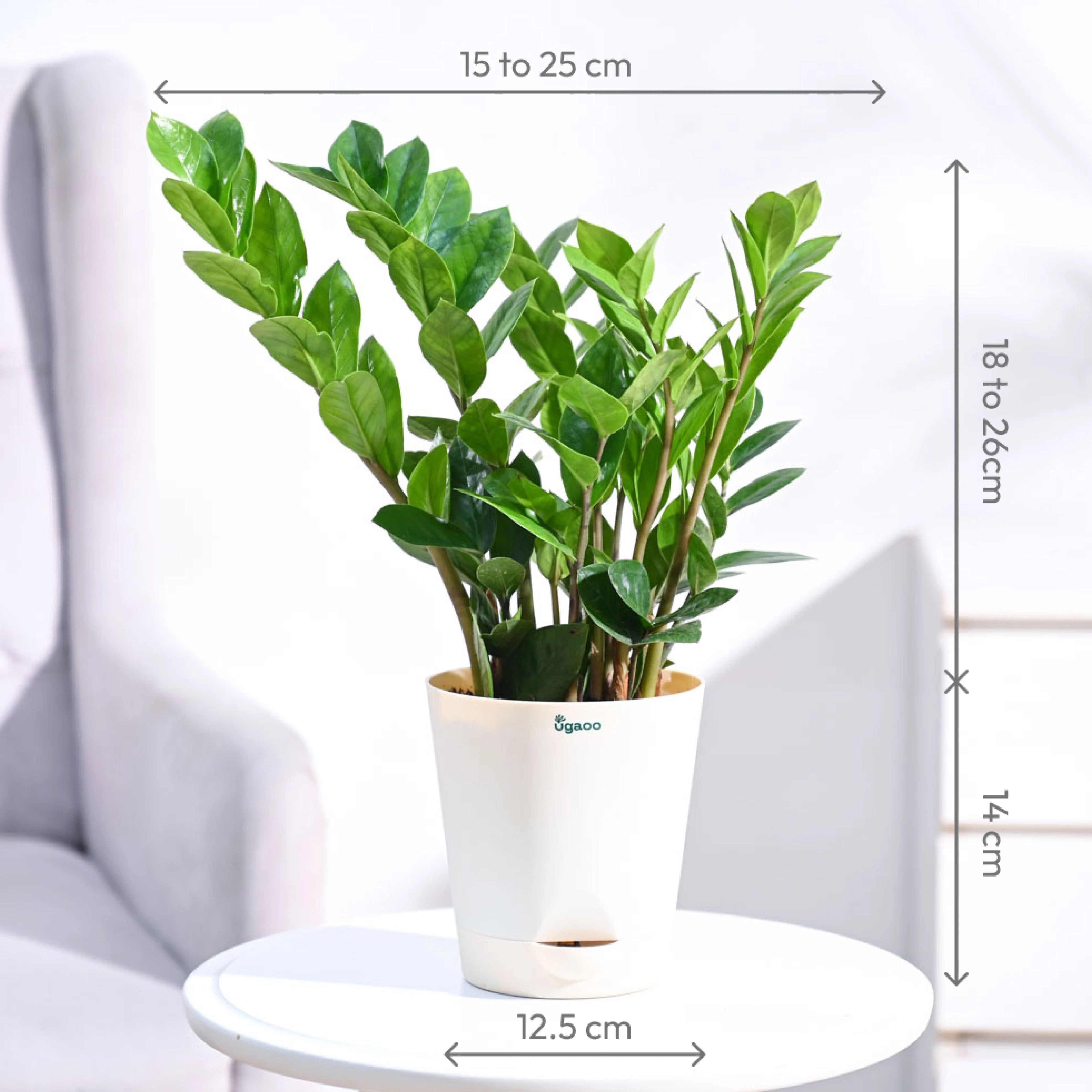 ZZ Plant - Image 57