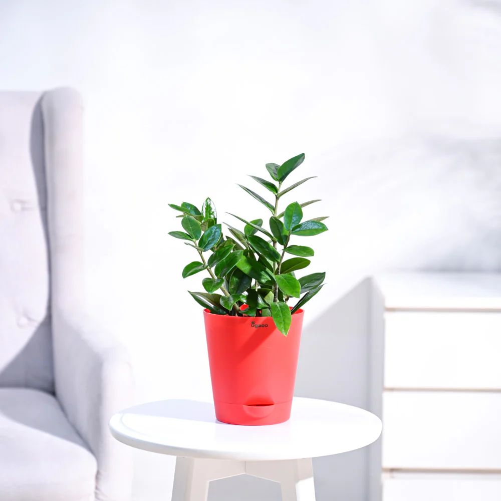ZZ Plant - Image 9