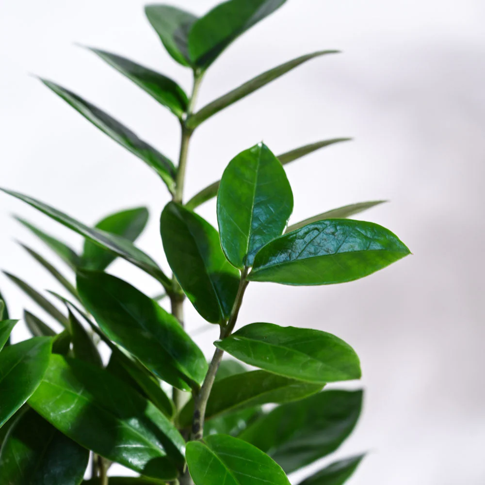 ZZ Plant with Self Watering Pot - Image 3