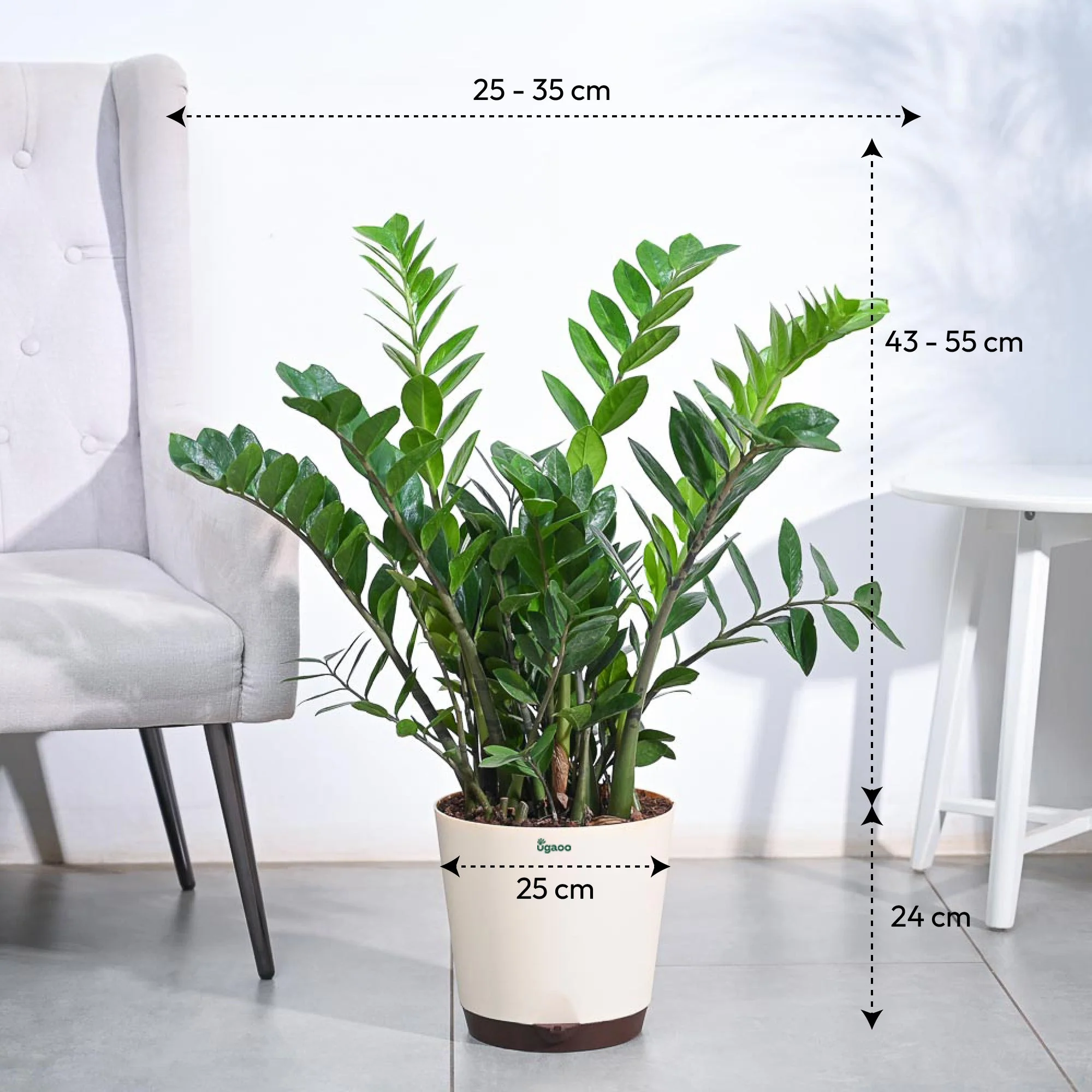 ZZ Plant - XL - Image 3