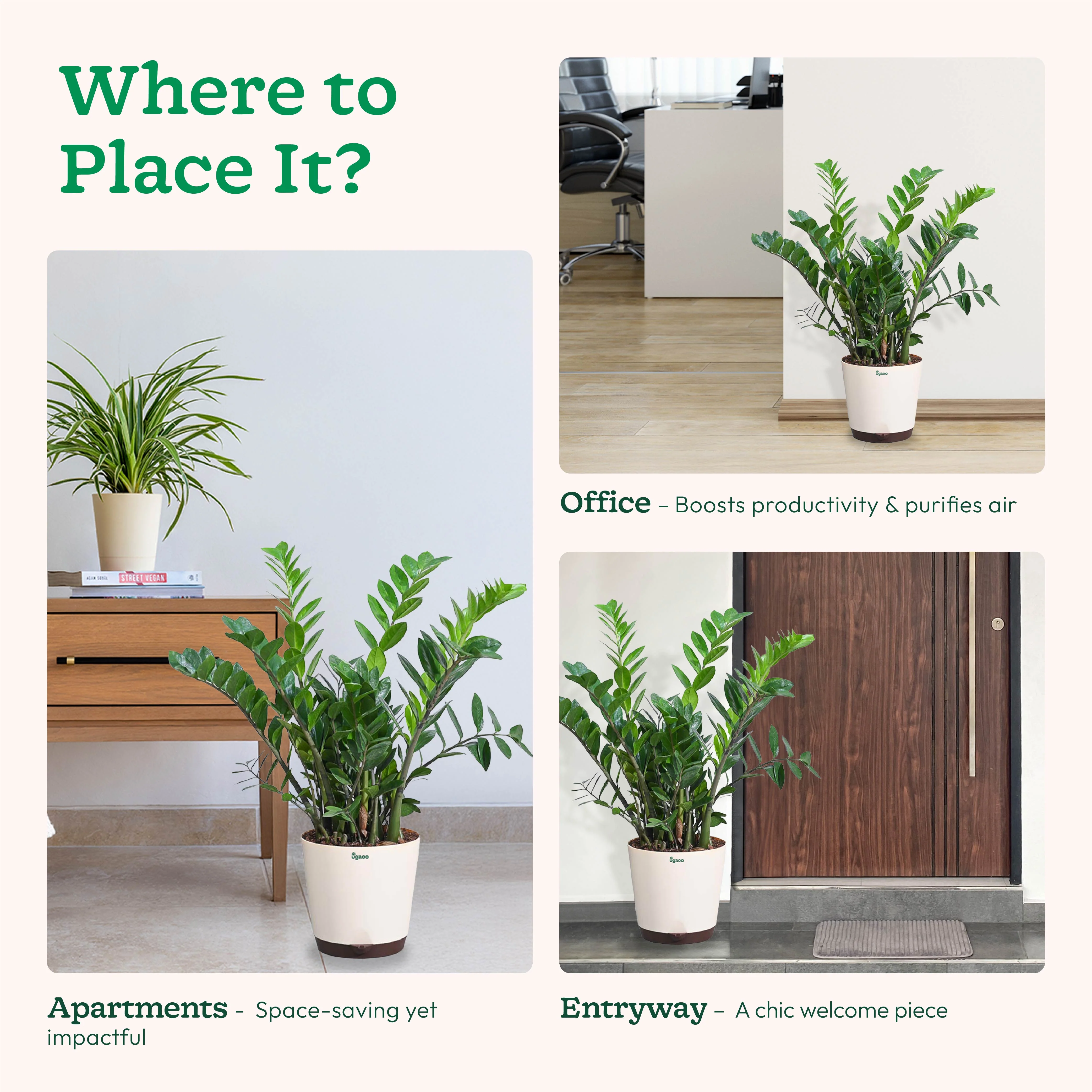 ZZ Plant - XL - Image 5